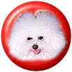 Bichon Frise