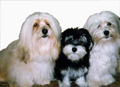 Havanese Dogs Are Fun To Own