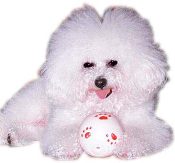 Bichon Frise mit Lieblingsspielzeug